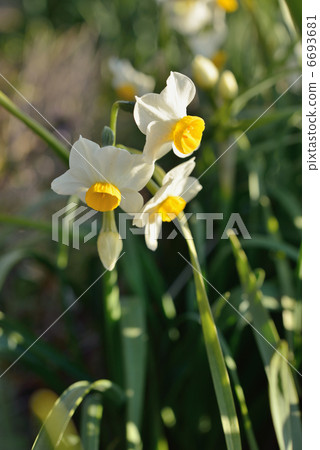 水仙花 水仙花 6693681