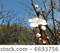 梅花 6693756