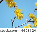生心蠟梅（Sosin ryubai） 6693820