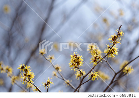 Cinnaman sac 6693911