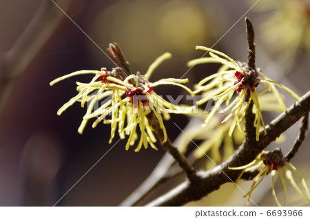 Mansaku "Morris · Parida" 6693966