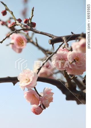 Plum blossoms Plum blossoms 6693985
