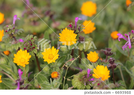 Fuyushirazu Fuyushirazu 6693988