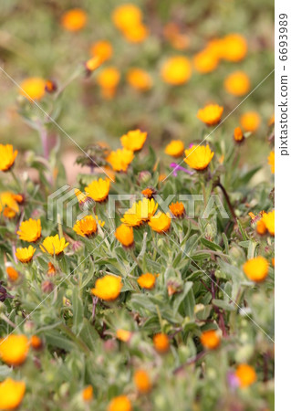 Fuyushirazu Fuyushirazu 6693989