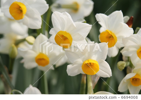 日本水仙花 日本水仙花 6694008