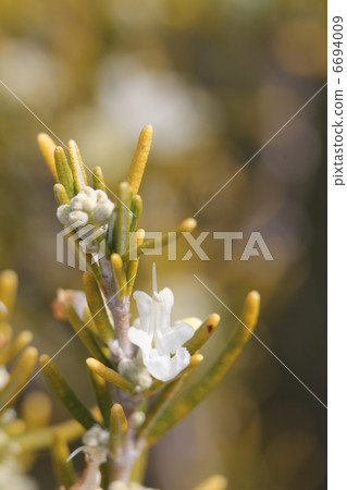 迷迭香白 6694009