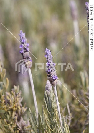 Tender Lavender 6694011