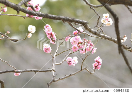 梅花綻放的季節 6694288