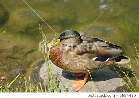 鴨 6694450