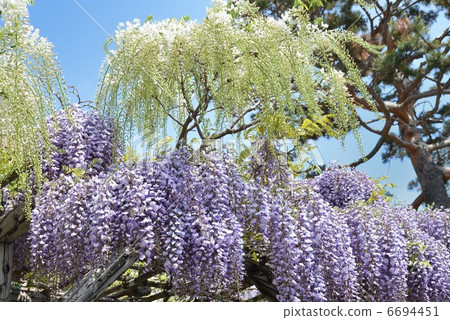  紫藤花 6694451