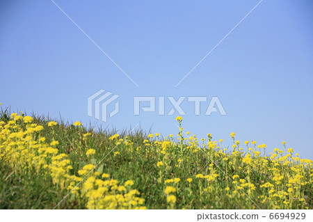 強姦盛開盛開的銀行 強姦盛開盛開的銀行 6694929