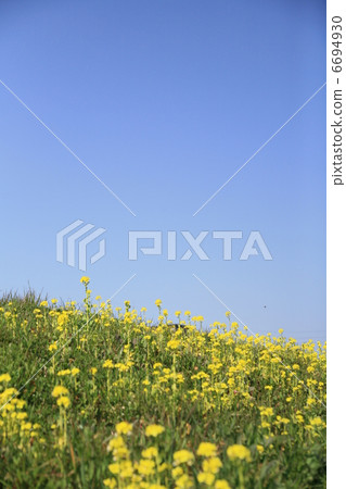 Rape blossoms Blooming banks 6694930