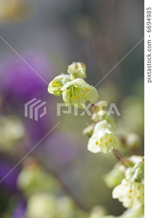 Hyuga mizuki的花 6694985