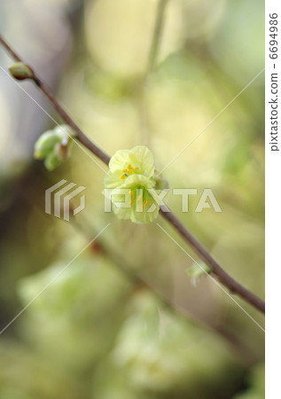 Hyuga mizuki的花 Hyuga mizuki的花 6694986