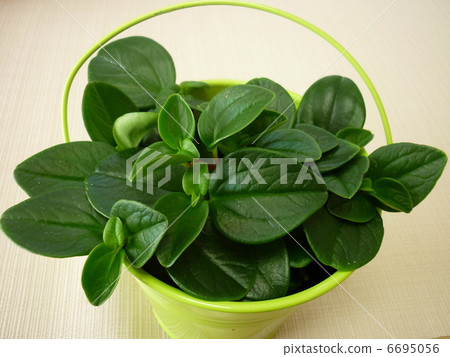 Foliage plant  6695056