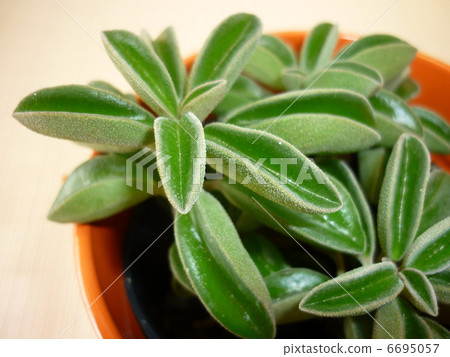Foliage plant  6695057