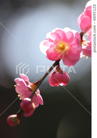 Dangling plum Dangling plum 6695128