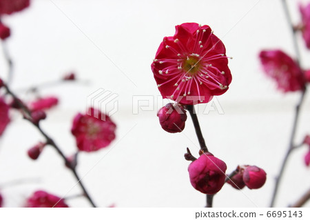 鹿兒島梅梅 6695143