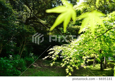 Fresh green maple 6695181
