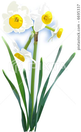 Narcissus Narcissus 6695337