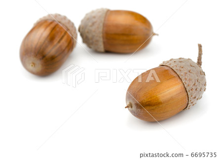 Acorns 6695735