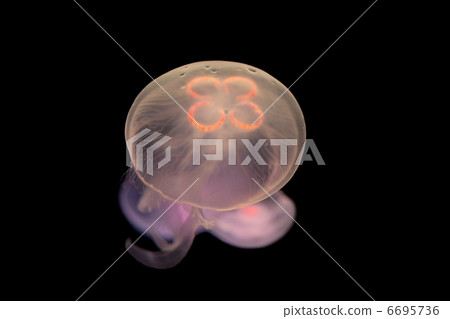 jellyfish jellyfish 6695736