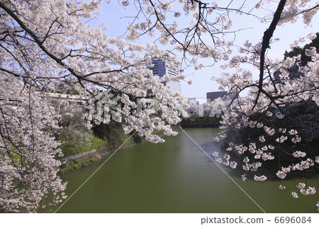 櫻花在東京 櫻花在東京 6696084