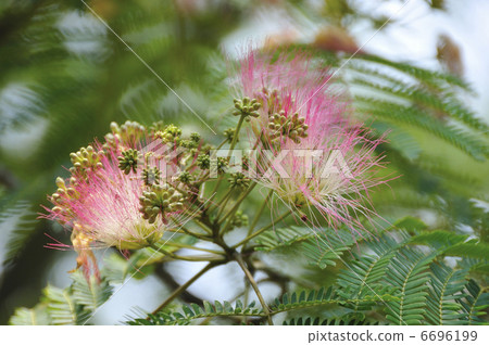 Nemu的花 6696199