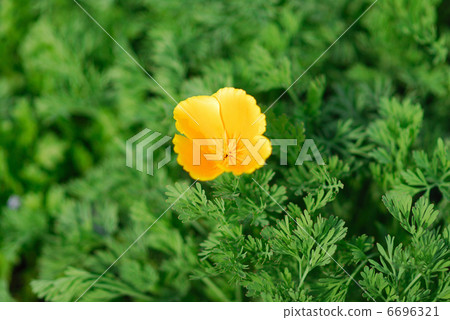 Spring flower  6696321