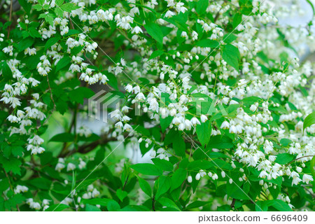 Spring flower  6696409