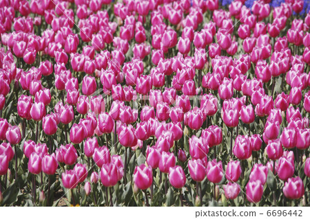 Tulip's flower garden Tulip's flower garden 6696442