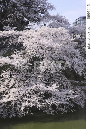 櫻花在東京 櫻花在東京 6696443