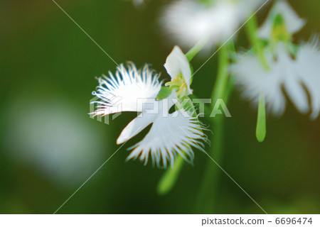 蘭科 蘭科 6696474