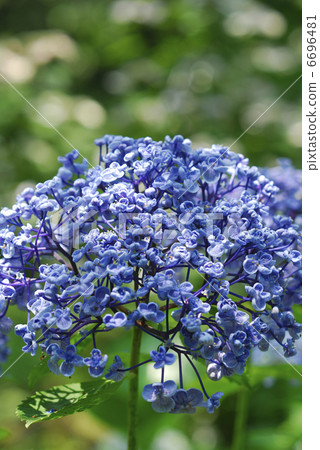 Hydrangea 6696481
