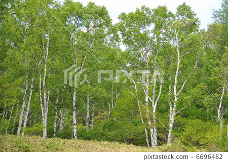 White birch 6696482
