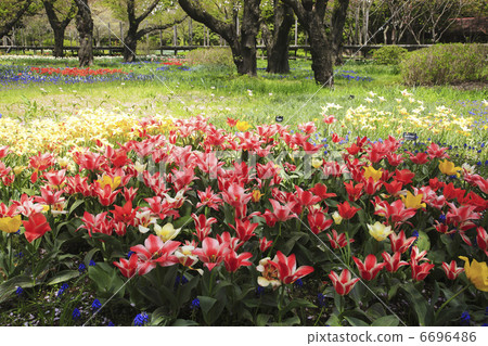 Tulip's flower garden 6696486