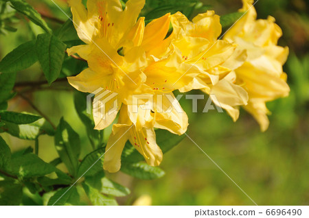 Azalea 6696490