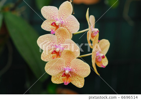 Orchid 6696514