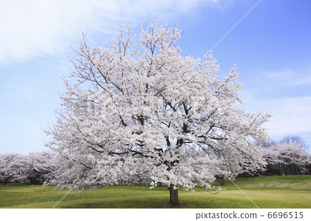 Sakai吉野櫻花 6696515