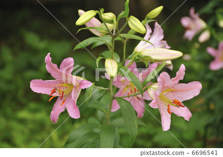百合 百合 6696541