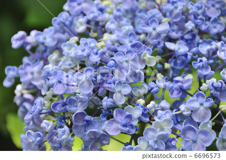 繡球 繡球 6696573