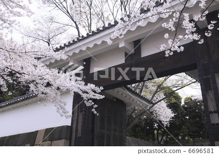 櫻花在東京 6696581