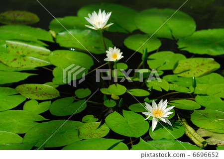 Water lily 6696652