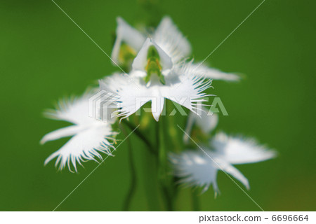 蘭科 蘭科 6696664