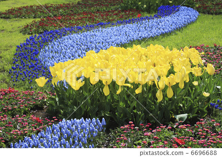 Tulip's flower garden 6696688