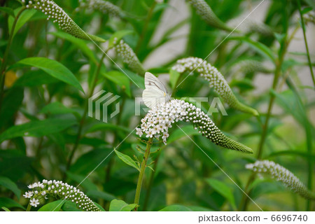 Early summer flowers 6696740