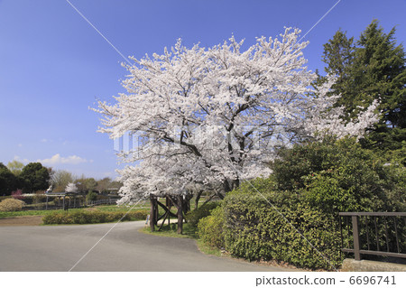Sakai Yoshino cherry tree 6696741