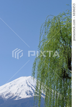 Fuji and fresh green 6696853