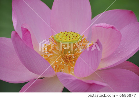 蓮花 蓮花 6696877