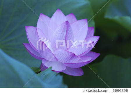 蓮花 6696896